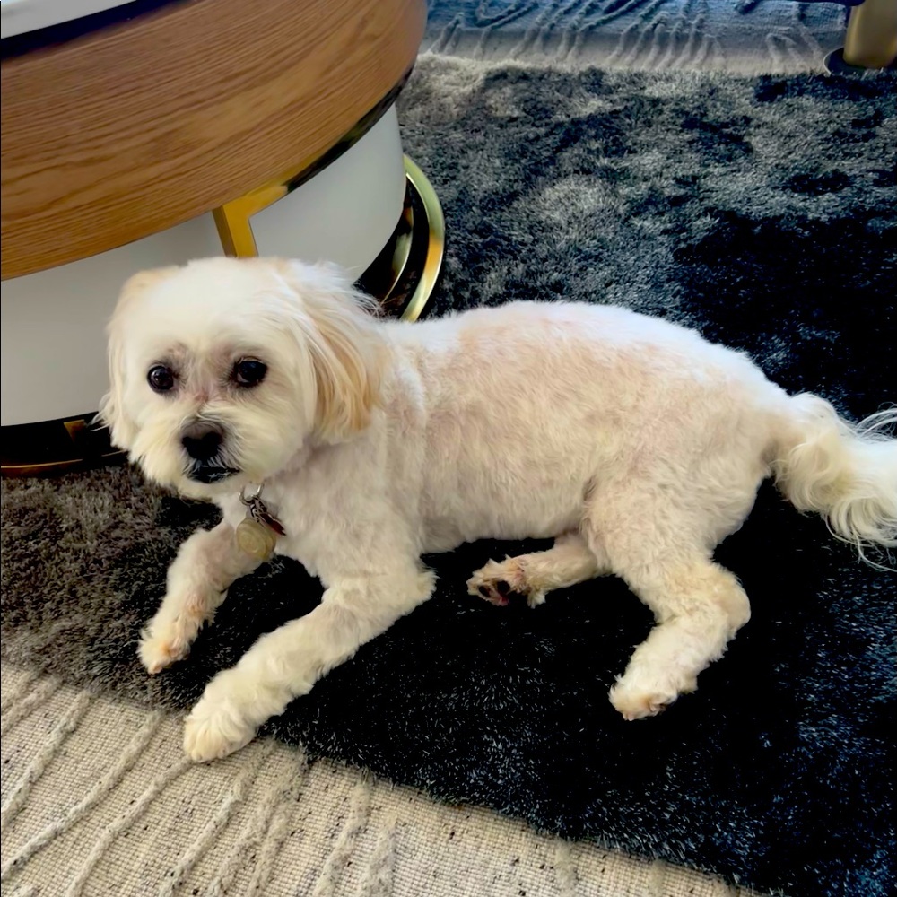 Meet your Posher, Mia